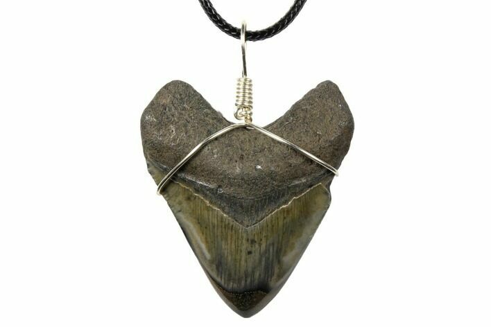 1.9" Fossil Megalodon Tooth Necklace